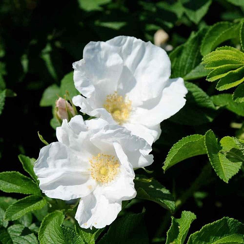 Rosa rugosa 'Alba' 