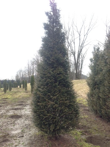 Thuja plicata 'Northern Spire' PPAF 