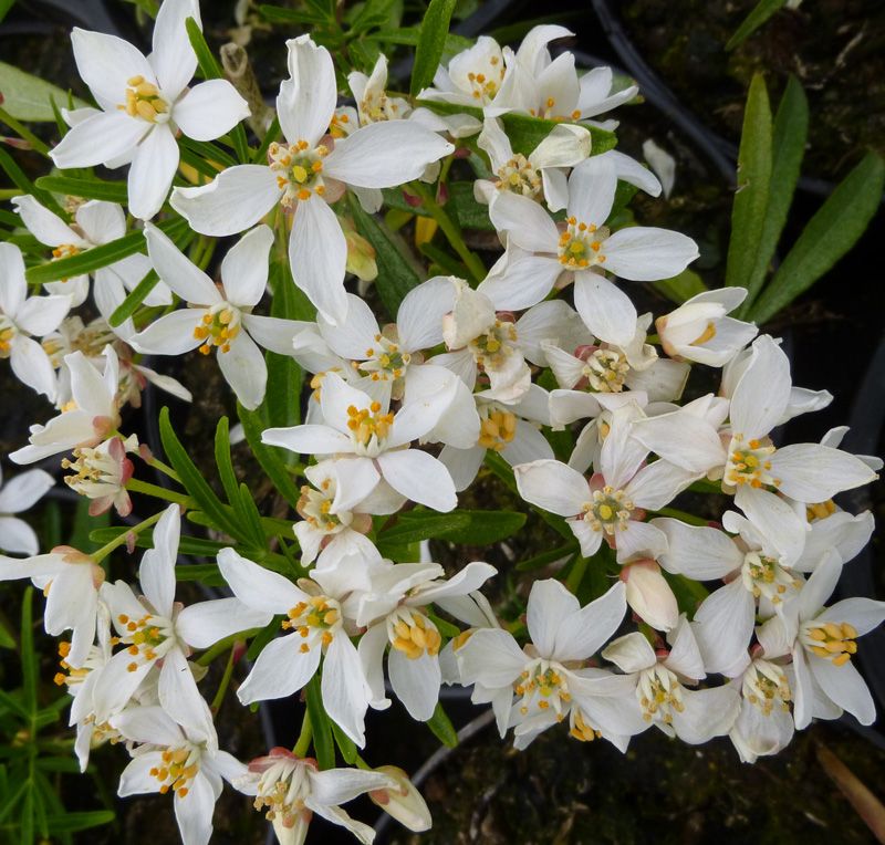 Choisya hybrid 'White Dazzler' (Canada Only)