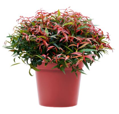 Leucothoe keiskei Leafscape™ Burning Love ('Opstal50')  