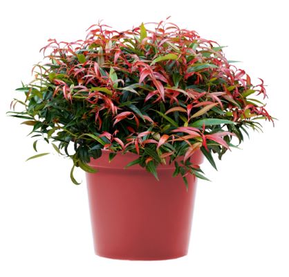 Leucothoe keiskei Leafscape™ Burning Love ('Opstal50')  (Canada Only)  