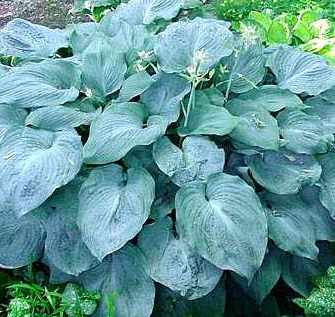 Hosta hybrid 'Blue Angel' 