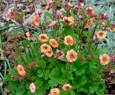 Geum hybrid Cocktails™ 'Mai Tai'