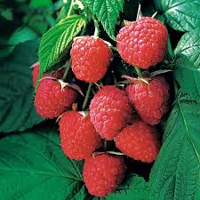 Raspberry - Rubus idaeus 'Autumn Bliss'  