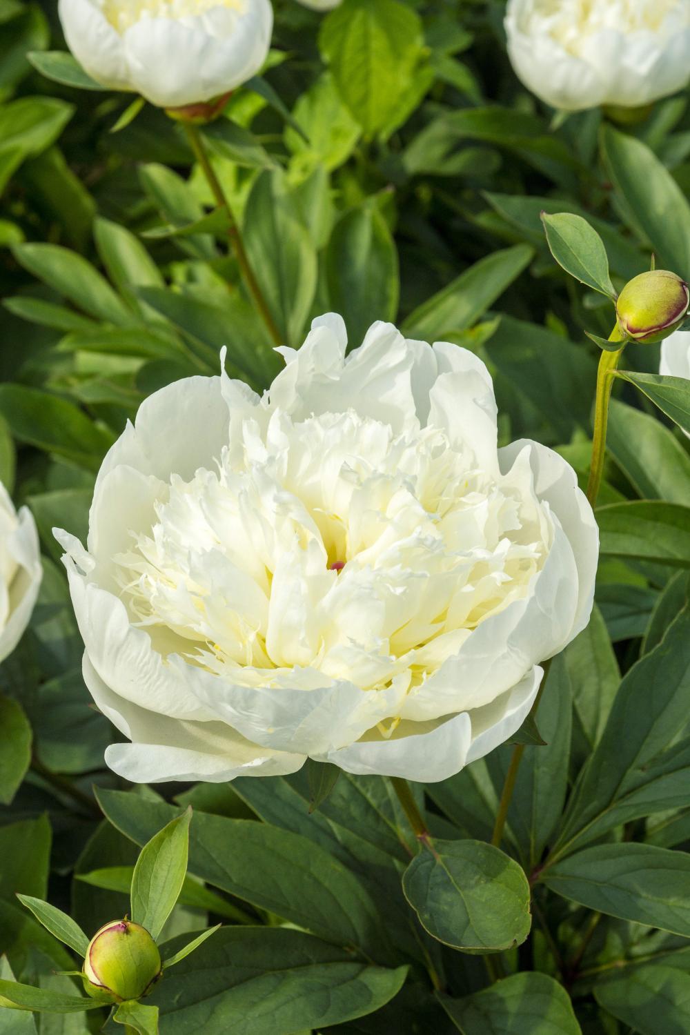 Paeonia lactiflora 'Immaculate' 