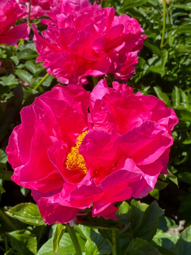 Paeonia hybrid 'Paula Fay' 
