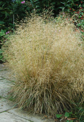 Grass - Deschampsia cespitosa 'Goldtau'  