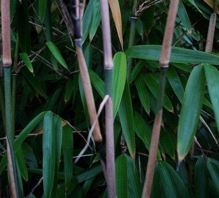 Bamboo - Chusquea gigantea (Canada Only)
