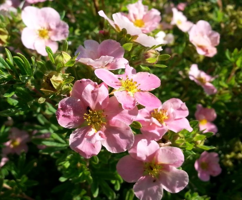 Potentilla fruticosa 'Princess' 