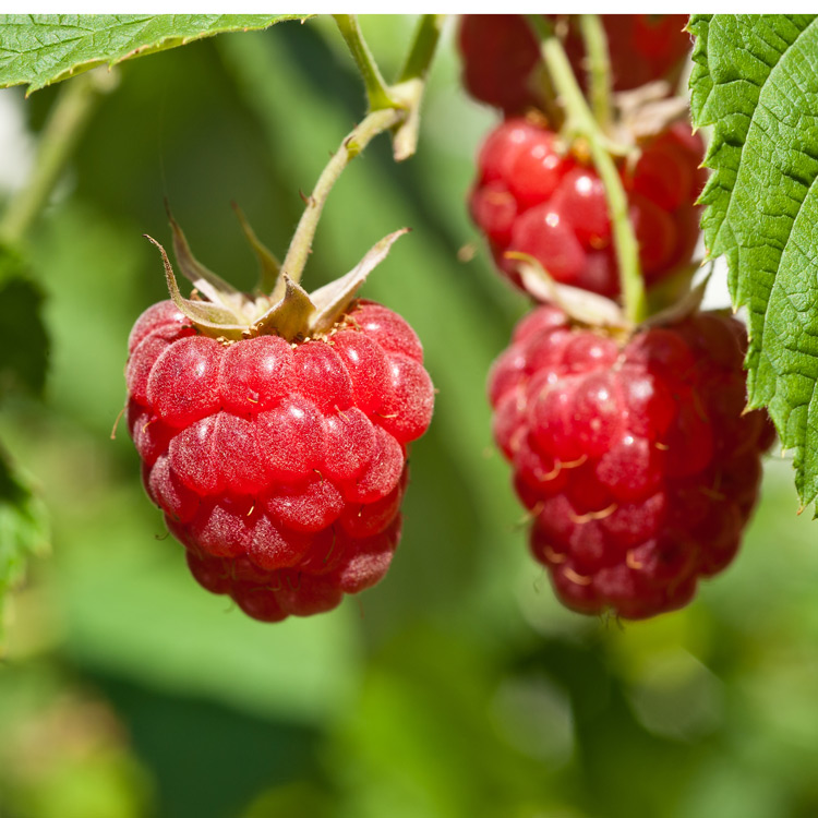 Raspberry - Rubus  hybrid 'Encore'  (Canada Only) 