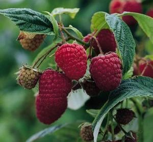 Raspberry - Rubus idaeus 'Nova'  (Canada Only) 