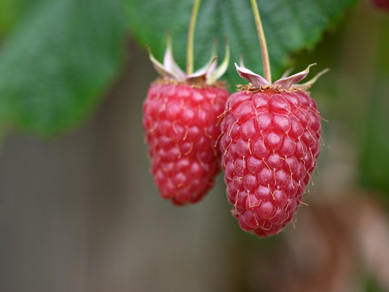 Raspberry - Rubus idaeus 'Tulameen'  (Canada Only) 