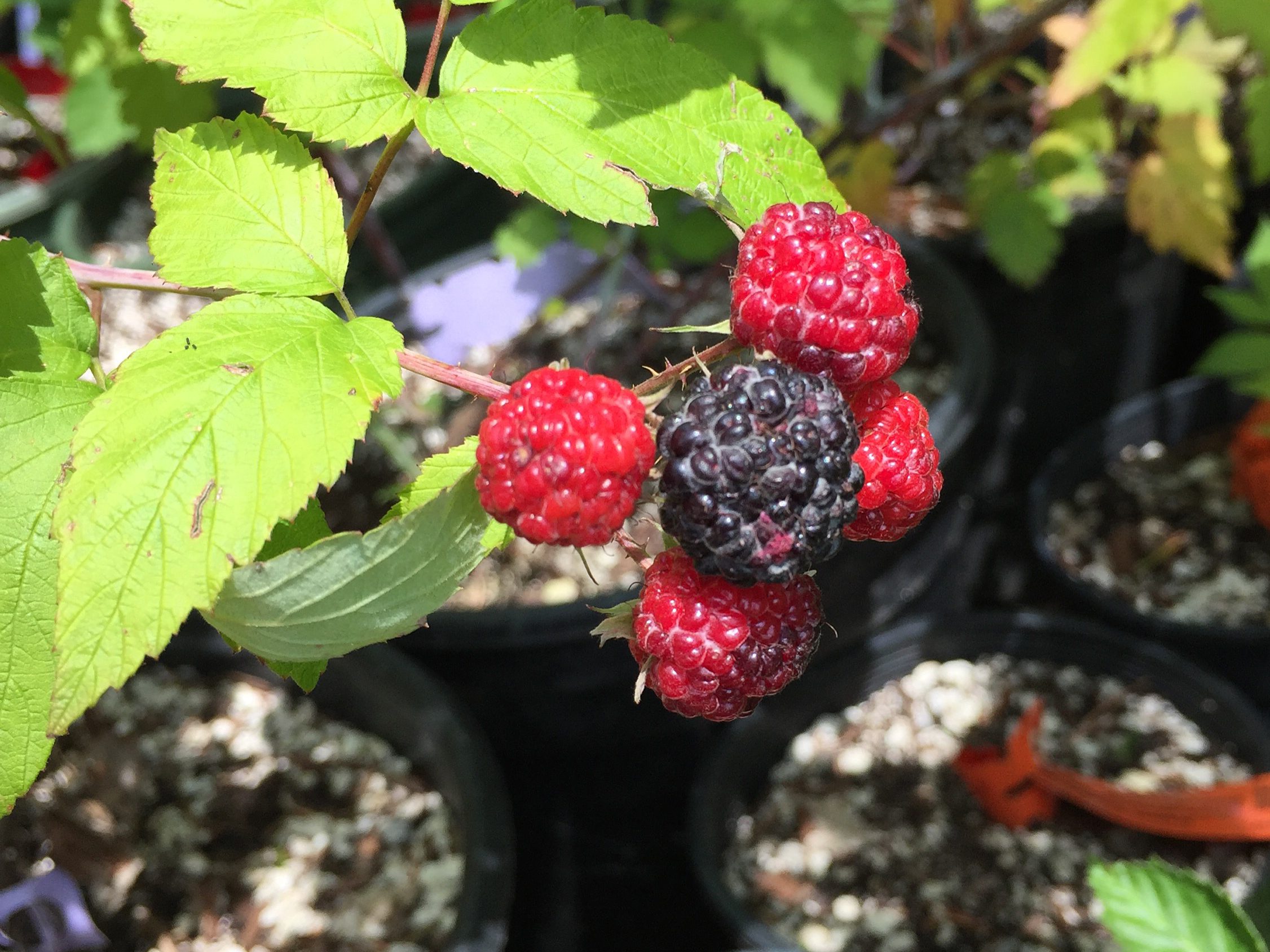 Raspberry - Rubus occidentalis 'Munger'  (Canada Only) 
