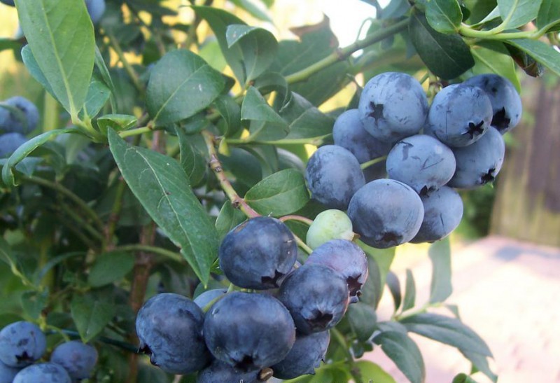 Vaccinium corymbosum 'Patriot'