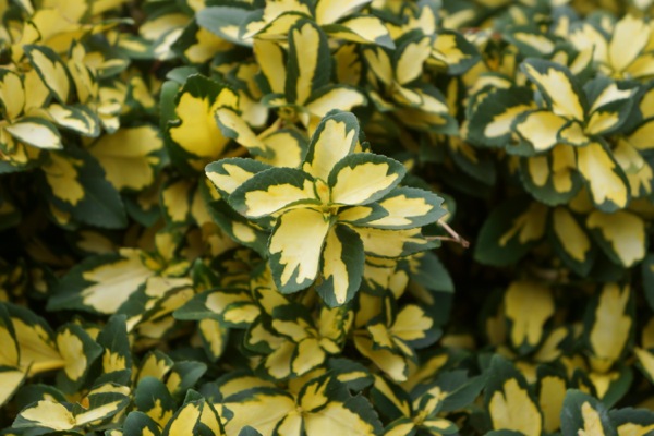 Euonymus fortunei SUMMER RUNNER ('Mickaela' PPAF)