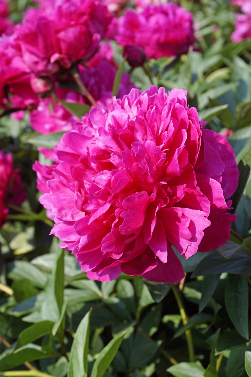 Paeonia hybrid 'Kansas'