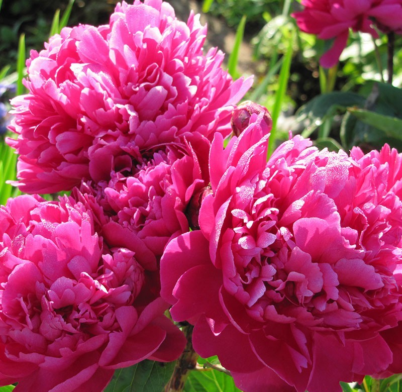 Paeonia hybrid 'Karl Rosenfield'