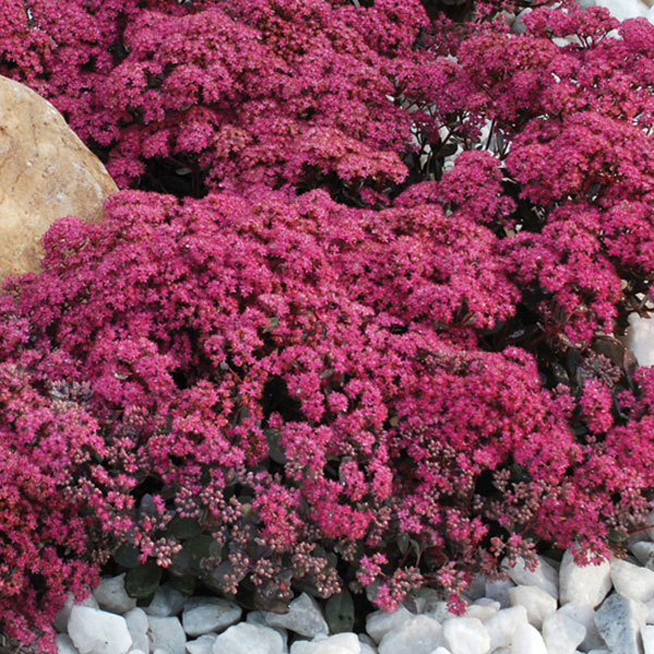 Sedum hybrid Sunsparkler® 'Dazzleberry' PP22457