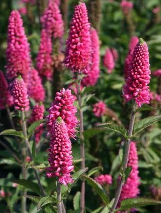 Veronica spicata 'First Love'