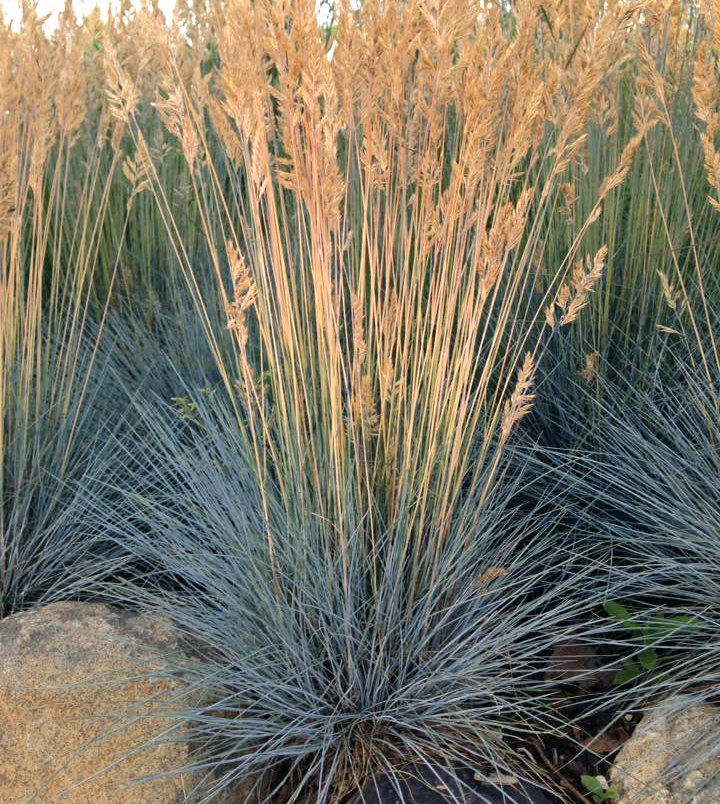 Grass - Festuca hybrid 'Cool As Ice'