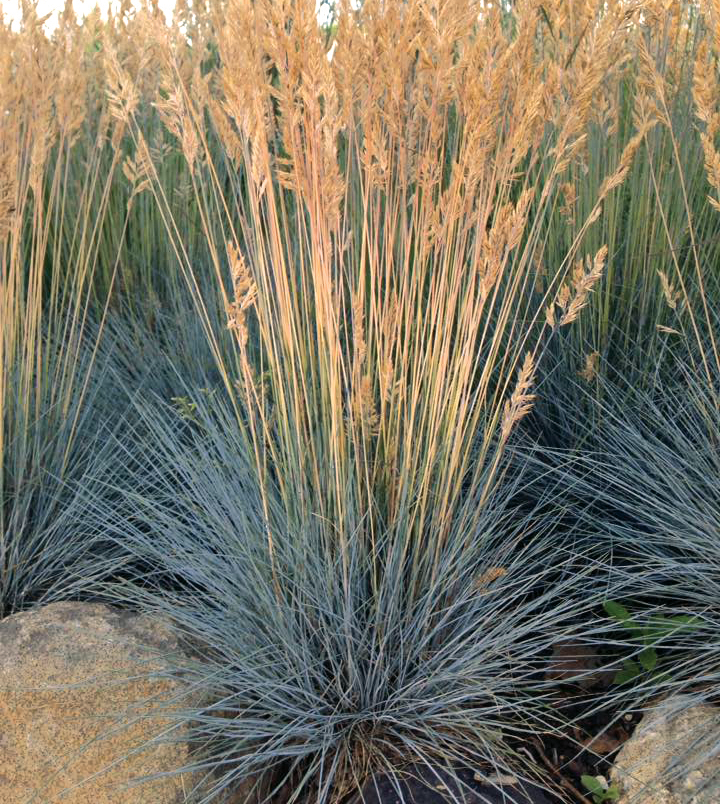 Grass - Festuca hybrid 'Cool As Ice' PP27651