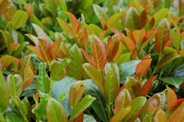 Prunus laurocerasus 'Titan' ('Rentan' PBR)  (Canada Only) 