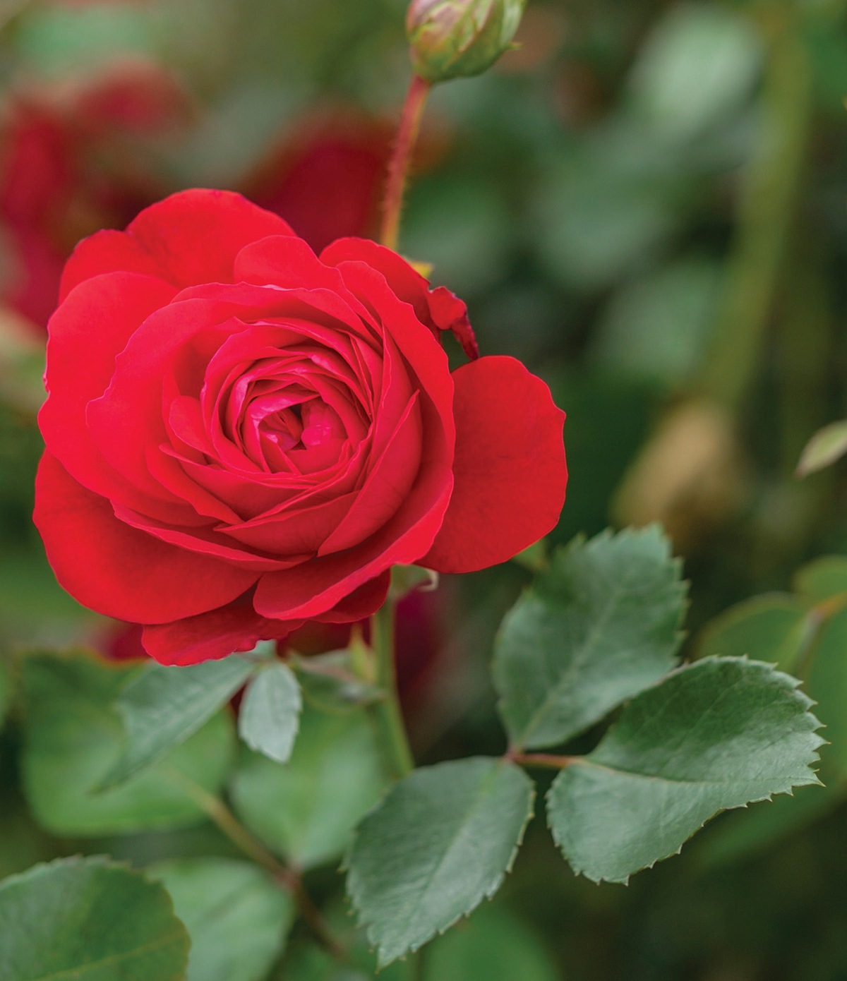 Rosa hybrid Canadian Shield™ ('AAC576')