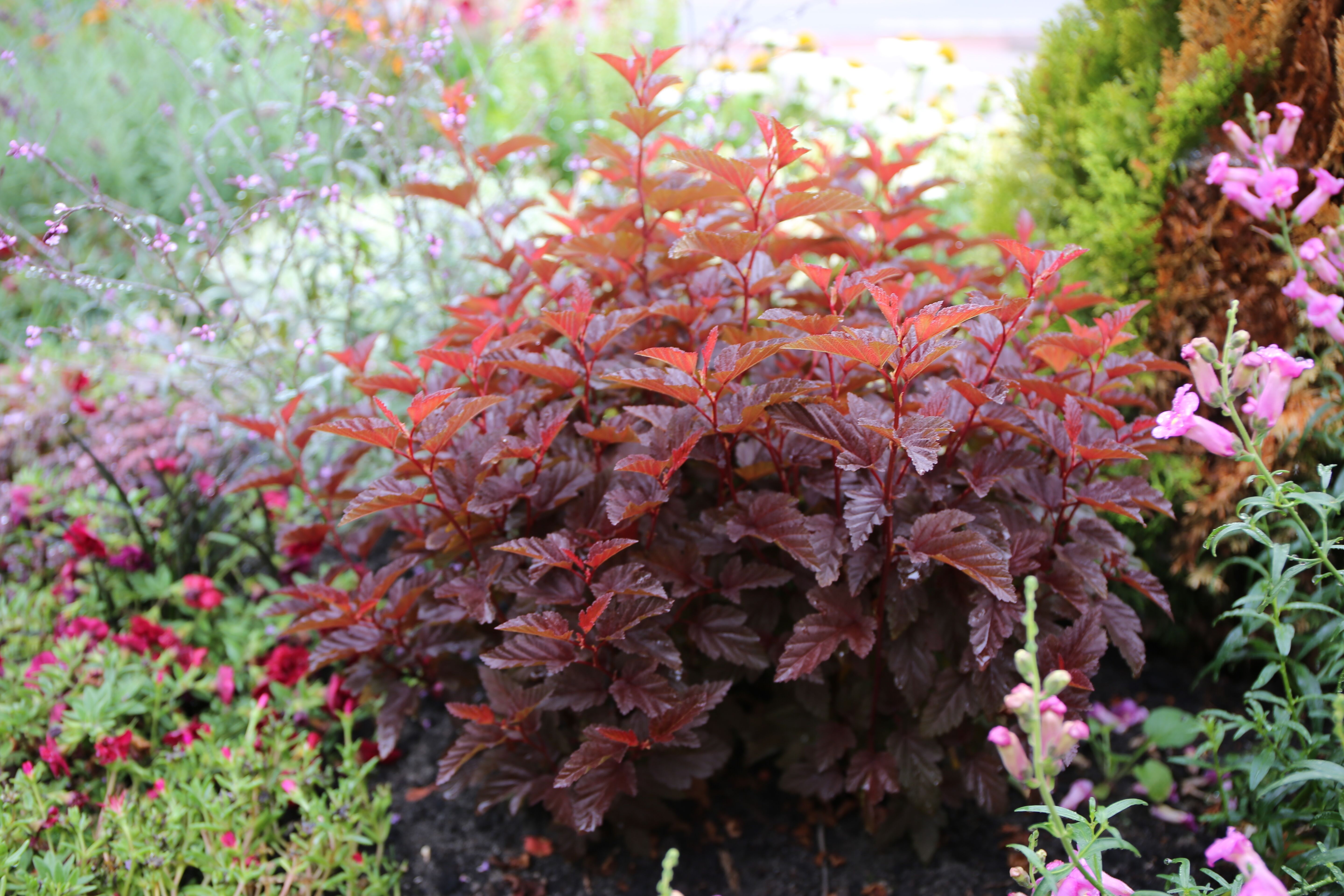 Physocarpus opulifolius Angel™ ('Hoogi021')