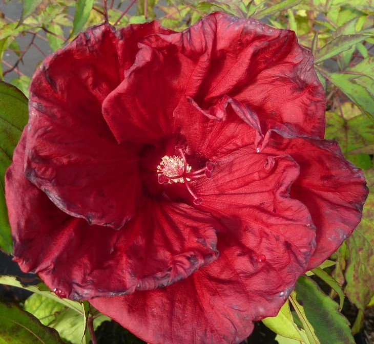 Hibiscus moscheutos Carousel® Red Wine ('Tahi61')