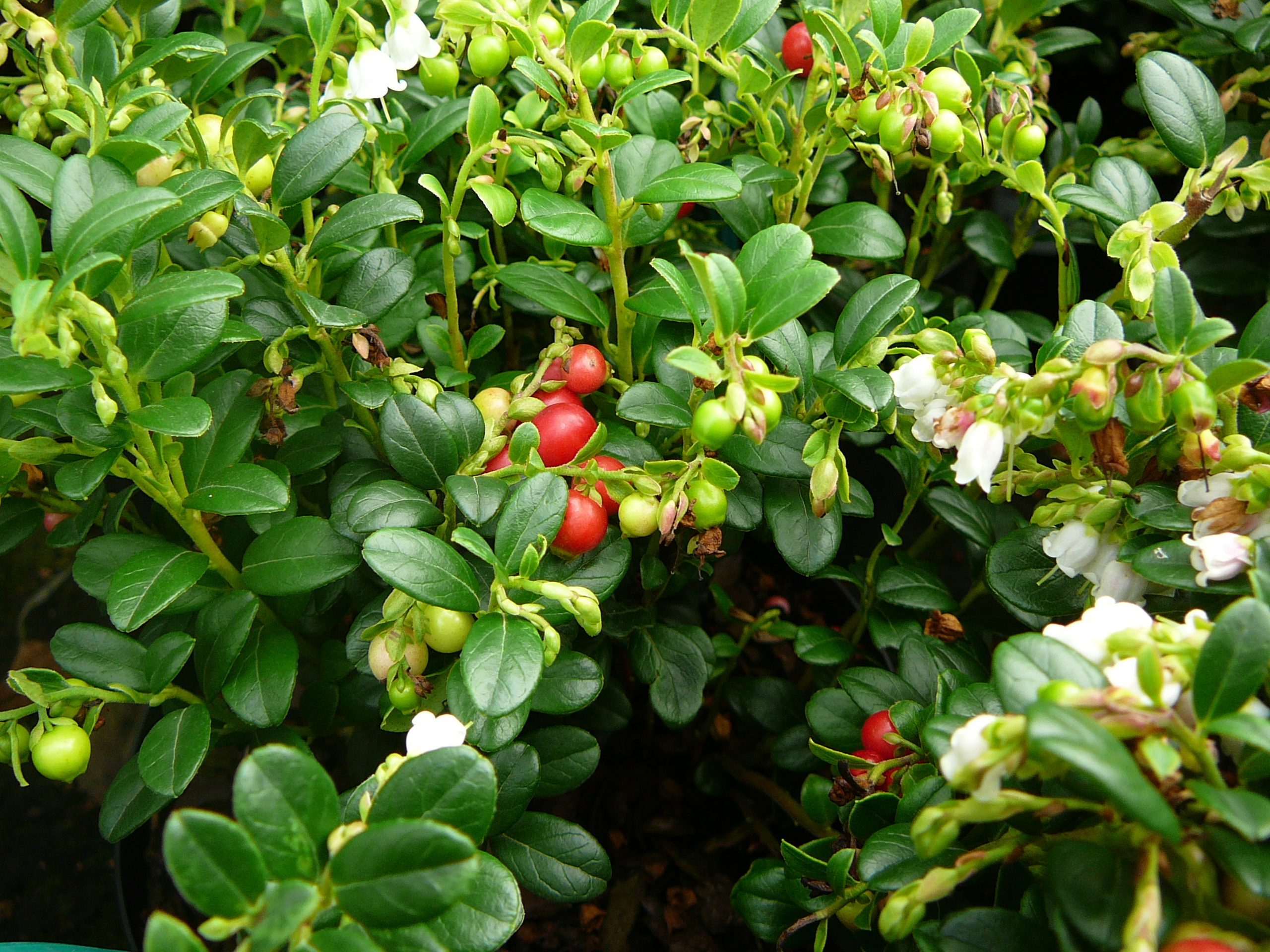 Vaccinium vitis-idaea 'Red Candy'