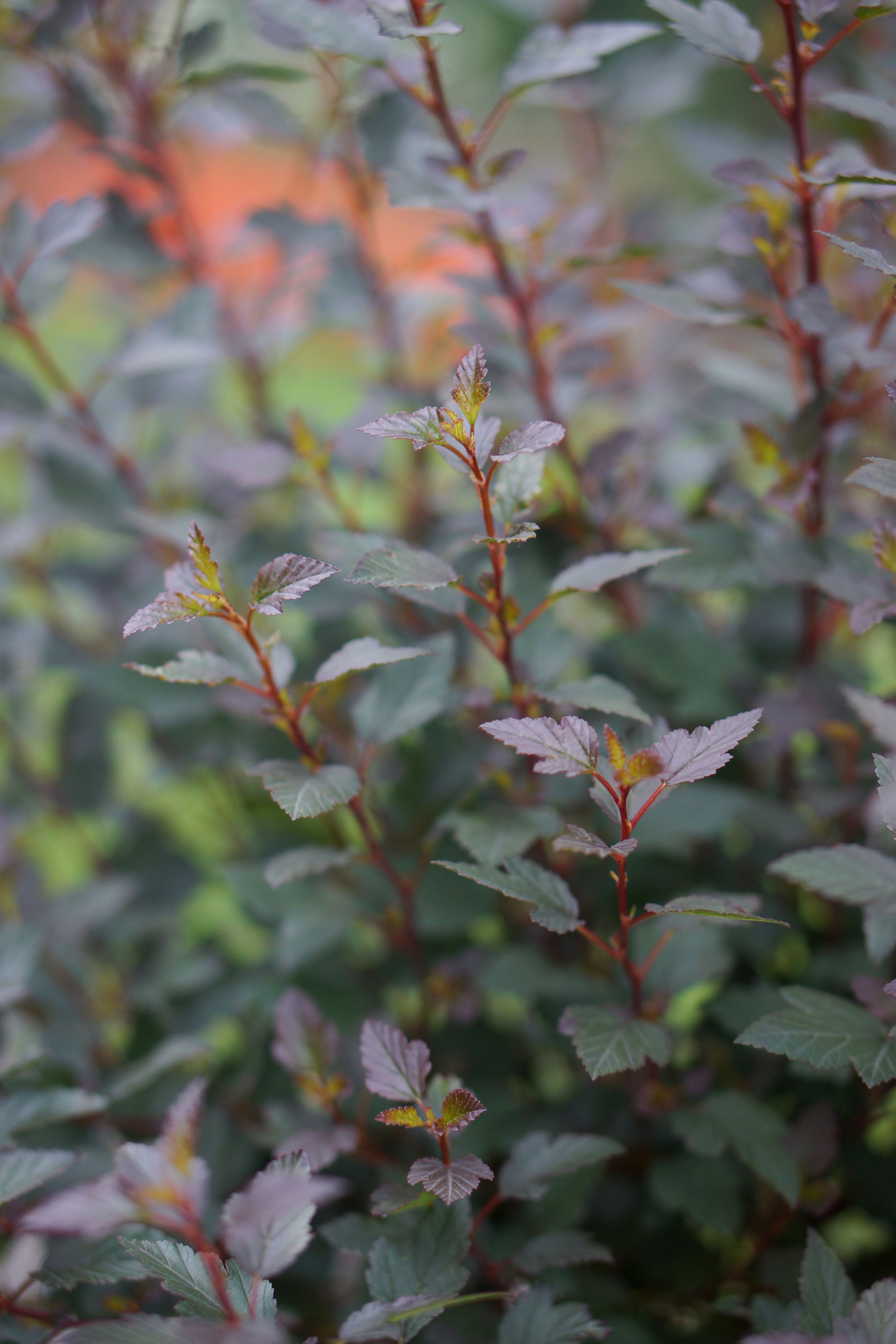 Physocarpus opulifolius Little Joker ('Hoogi021')