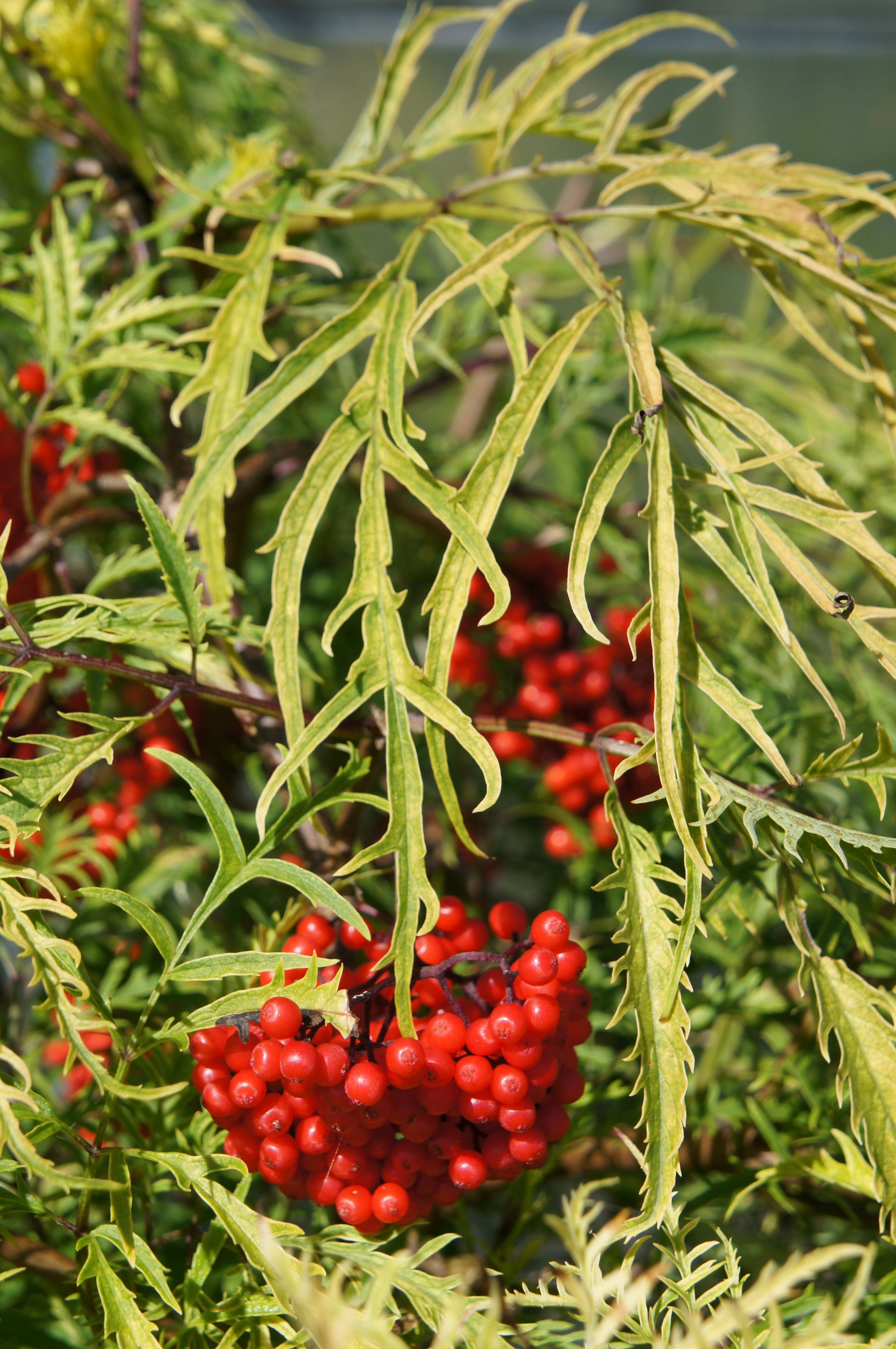 Sambucus nigra Sunrise Surprise™ ('Welsh Gold')