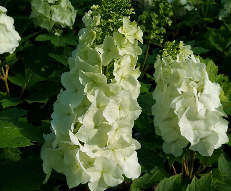 Hydrangea quercifolia 'Queen of Hearts'