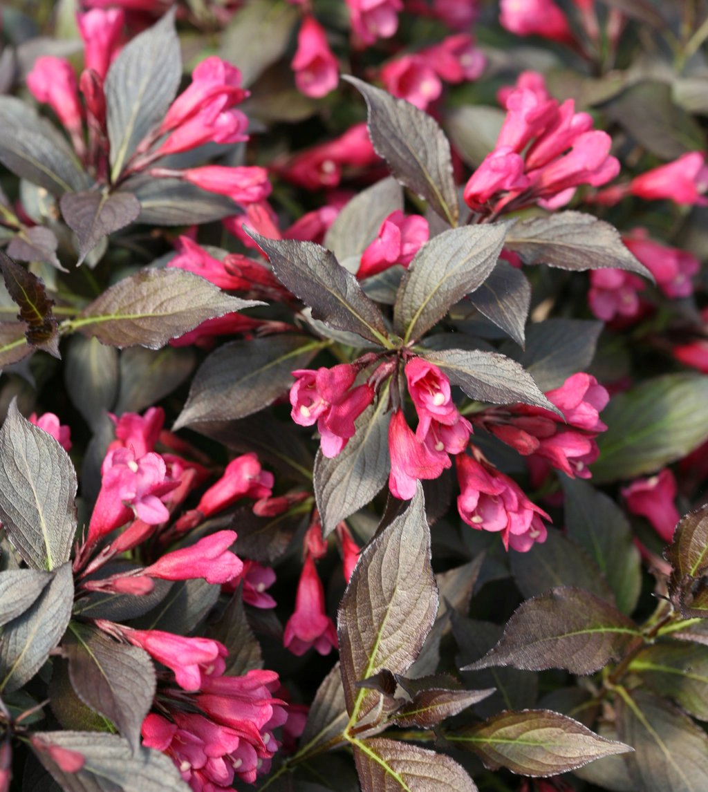 Weigela florida Spilled Wine® ('Bokraspiwi') PP23781 PW