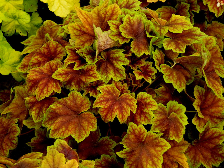 Heucherella hybrid 'Citrus Shock' 