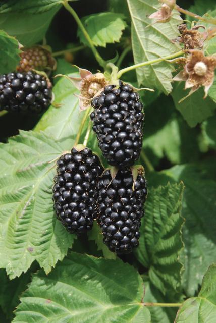 Blackberry - Rubus hybrid 'Columbia Star' (Thornless) (Canada Only)