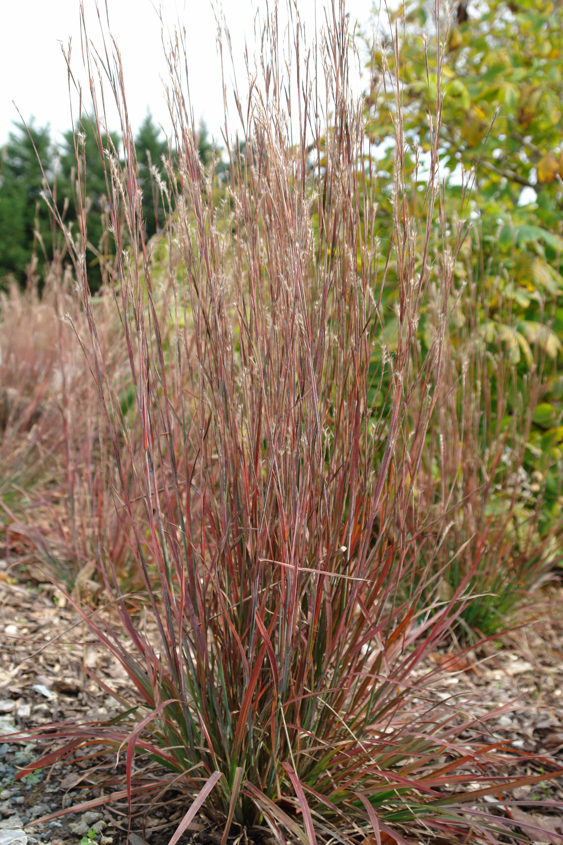 Grass - Schizachyrium scoparium 'Standing Ovation' PP25202