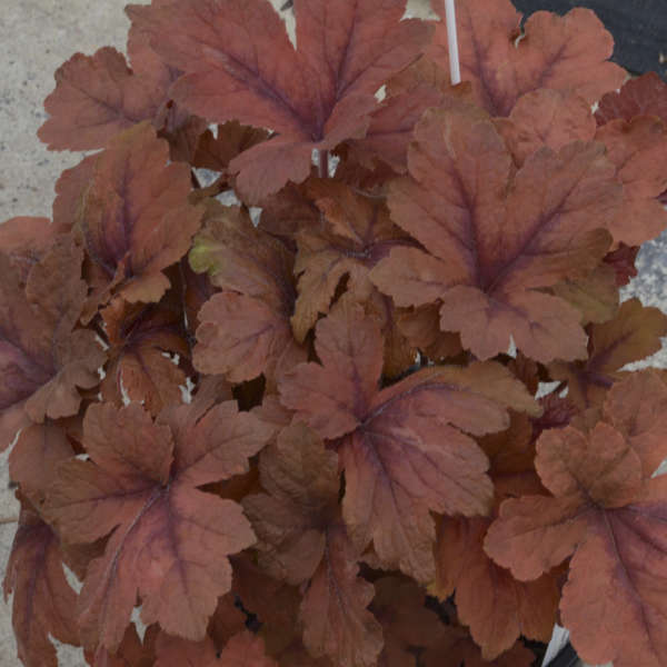 Heucherella hybrid 'Pumpkin Spice'