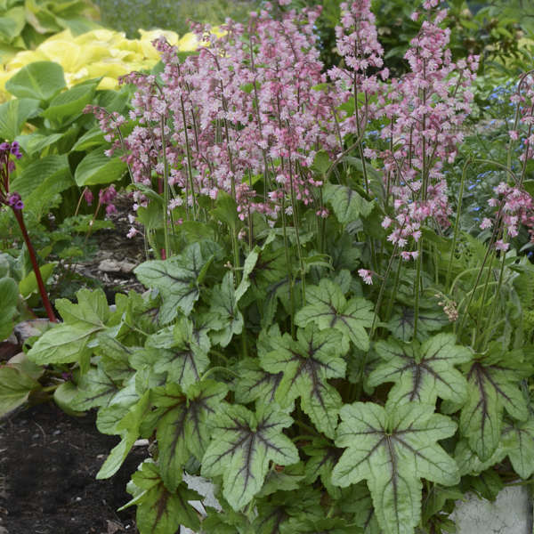 Heucherella hybrid 'Pink Fizz' 