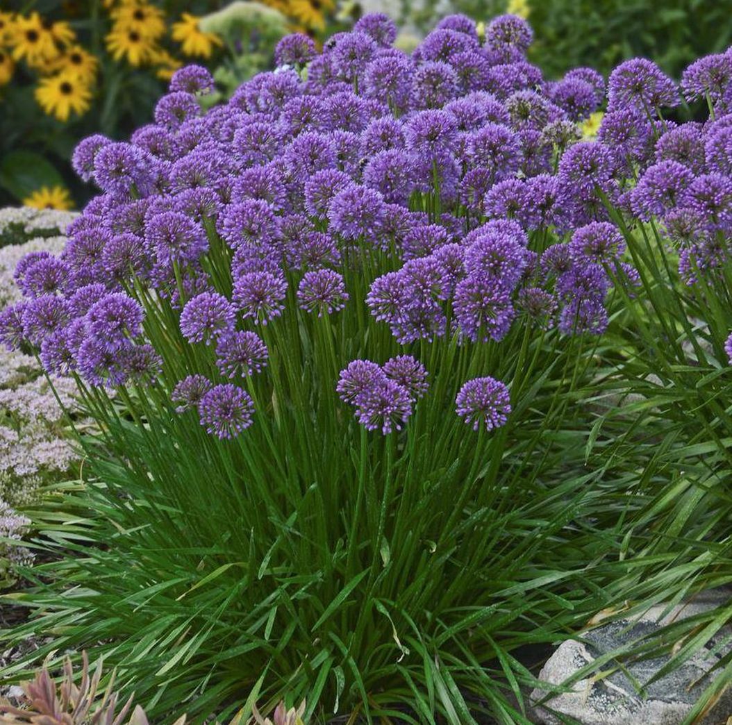 Allium hybrid 'Millenium'