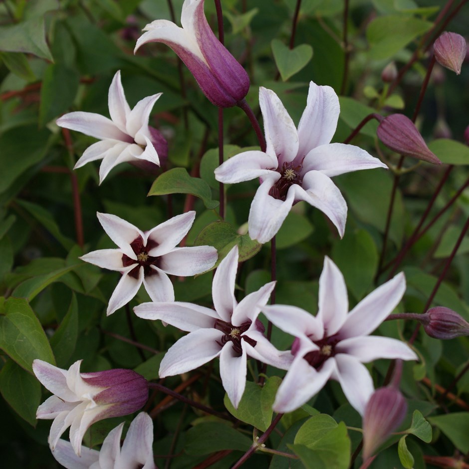 Clematis hybrid Princess Kate ('Koprika')