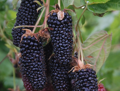 Blackberry - Rubus hybrid 'Columbia Giant' (Thornless) (Canada Only)