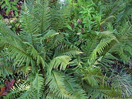 Fern - Dryopteris tokyoenis