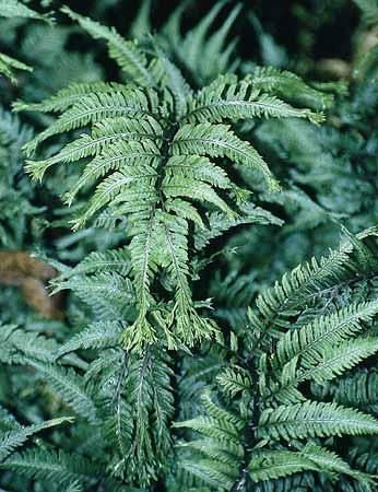 Fern - Athyrium niponicum 'Apple Court'