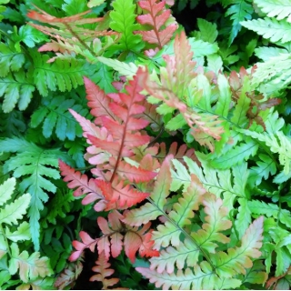 Fern - Dryopteris erythrosora 'Compacta'