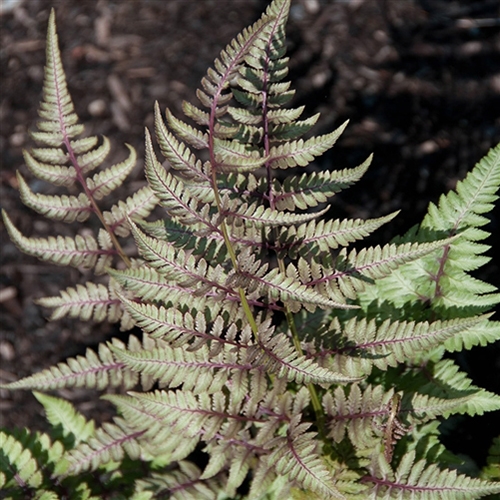 Fern - Athyrium nipponicum 'Red Beauty'