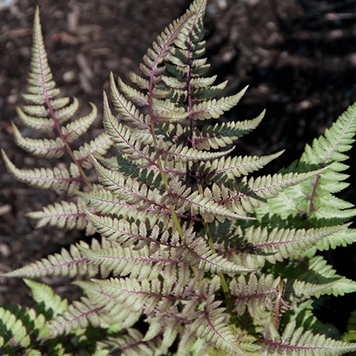 Fern - Athyrium niponicum 'Red Beauty'