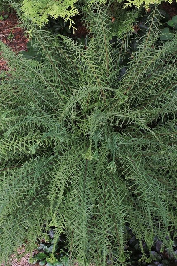 Fern - Athyrium filix-femina 'Victoriae'