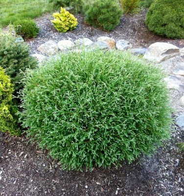 Thuja occidentalis 'Mr. Bowling Ball'