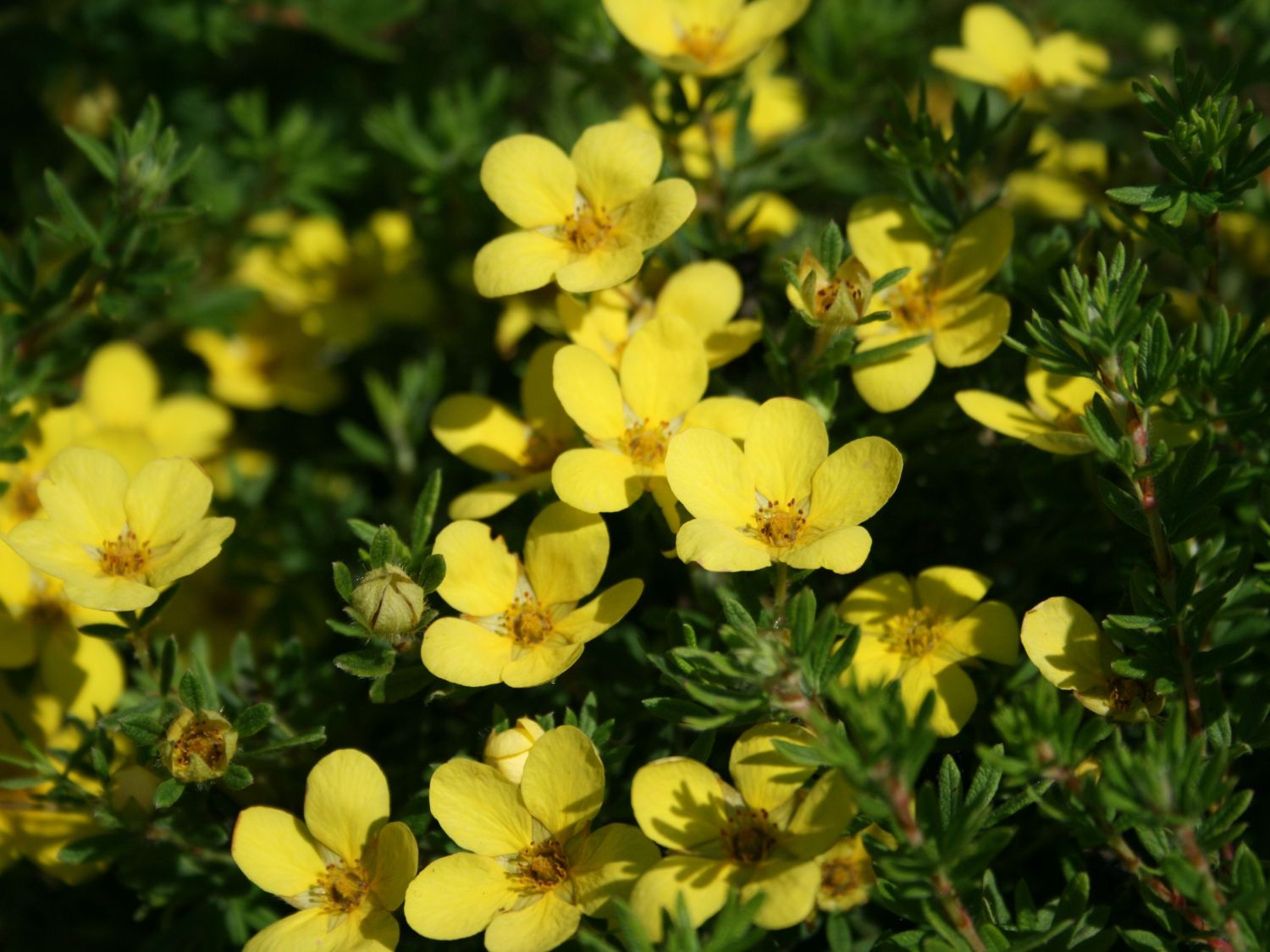 Potentilla fruticosa 'Little Pot of Gold'